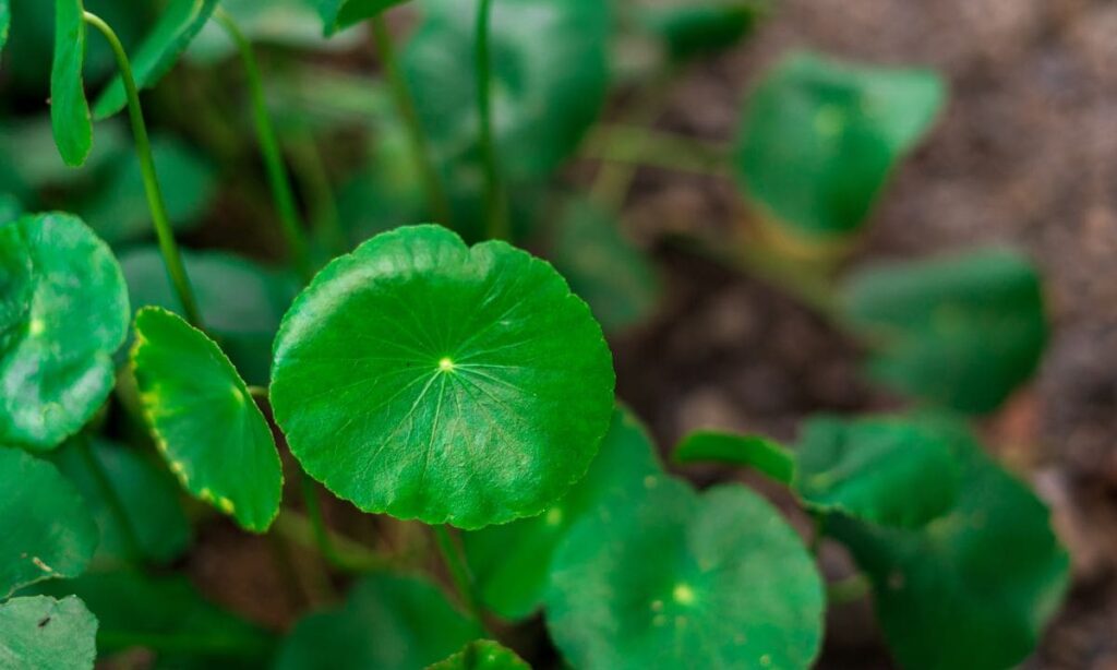 Chá de centella asiática e cavalinha